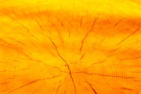 Close-Up of White Spruce Tree Rings Foto de stock - Direito Controlado, Número: 700-00075409