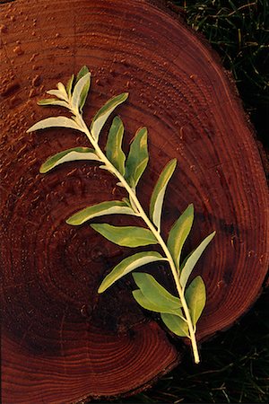 Close-Up of Russian Olive Tree Rings and Bough Foto de stock - Direito Controlado, Número: 700-00075419