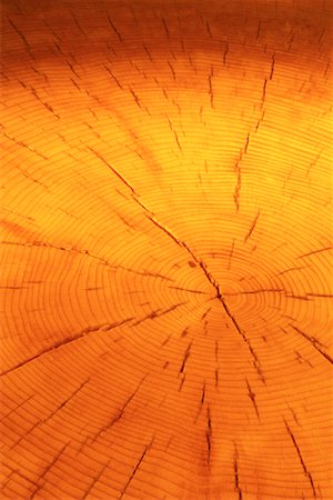 Close-Up of White Spruce Tree Rings Foto de stock - Direito Controlado, Número: 700-00075410