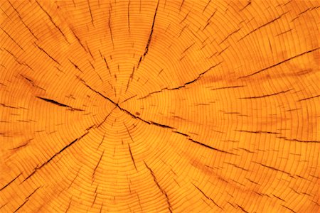 Close-Up of White Spruce Tree Rings Foto de stock - Direito Controlado, Número: 700-00075411