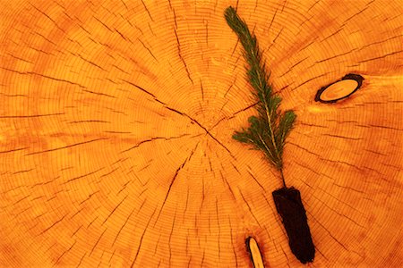 Close-Up of White Spruce Tree Rings with Seedling Foto de stock - Direito Controlado, Número: 700-00075412
