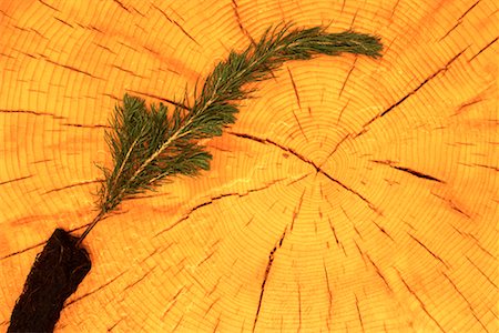 Close-Up of White Spruce Tree Rings with Seedling Foto de stock - Direito Controlado, Número: 700-00075413
