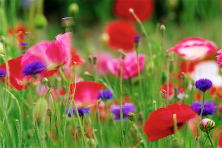 Poppies and Cornflowers in Field Foto de stock - Direito Controlado, Número: 700-00075424