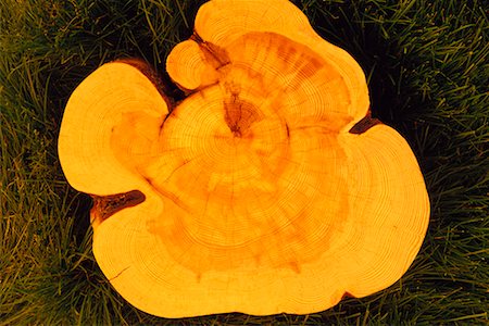 Close-Up of Lodgepole Pine Tree Rings Foto de stock - Direito Controlado, Número: 700-00075421