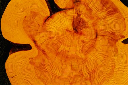 Close-Up of Lodgepole Pine Tree Rings Foto de stock - Direito Controlado, Número: 700-00075422