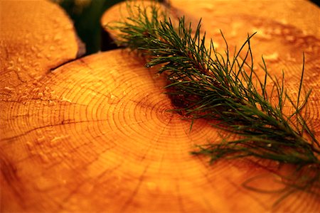 Close-Up of Lodgepole Pine Tree Rings with Seedling Foto de stock - Direito Controlado, Número: 700-00075423