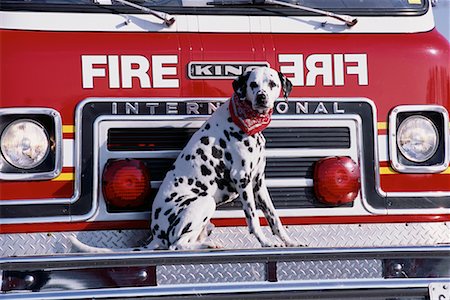 funny truck transport - Portrait of Dalmatian Sitting on Fire Truck Stock Photo - Rights-Managed, Code: 700-00076174