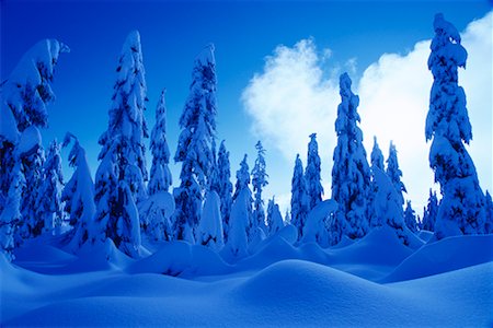simsearch:700-00076228,k - Snow Covered Trees and Landscape Coast Mountains British Columbia, Canada Stock Photo - Rights-Managed, Code: 700-00076236