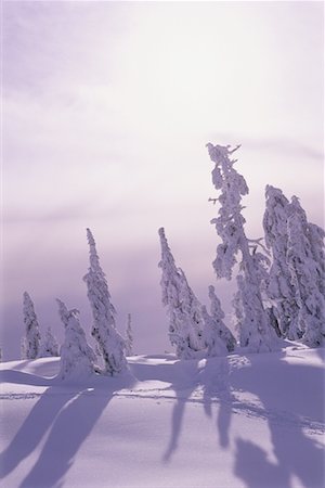 simsearch:700-00009187,k - Snow Covered Trees and Landscape Coast Mountains British Columbia, Canada Foto de stock - Con derechos protegidos, Código: 700-00076241