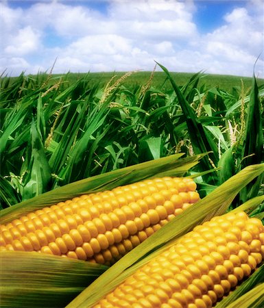 simsearch:700-00543669,k - Corn Field and Cobs of Corn Foto de stock - Direito Controlado, Número: 700-00076345