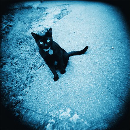 Portrait of Black Cat Sitting Outdoors Foto de stock - Con derechos protegidos, Código: 700-00076388