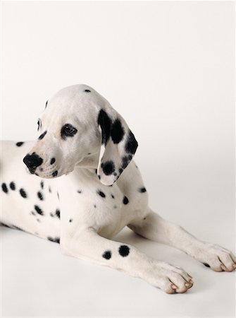 simsearch:700-00022245,k - Dalmatian Puppy Foto de stock - Con derechos protegidos, Código: 700-00076414