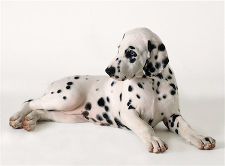 simsearch:700-00022245,k - Dalmatian Puppy Foto de stock - Con derechos protegidos, Código: 700-00076415
