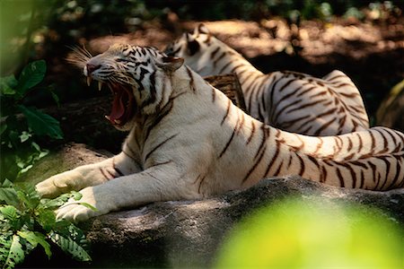 White Indian Tigers in Singapore Zoological Gardens Singapore Stock Photo - Rights-Managed, Code: 700-00076607