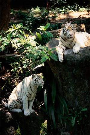 simsearch:700-00026417,k - Tigres Indiens blancs au jardin zoologique de Singapour Singapour Photographie de stock - Rights-Managed, Code: 700-00076610