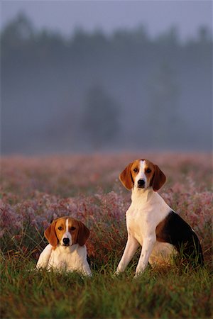 simsearch:700-00179159,k - Portrait de chiens dans le champ Photographie de stock - Rights-Managed, Code: 700-00076695