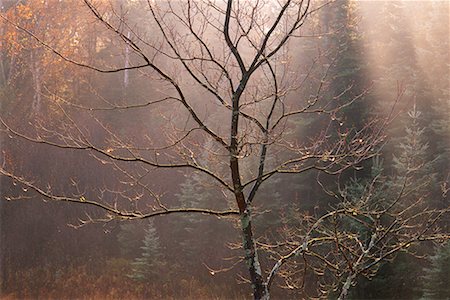 simsearch:700-00076768,k - Rot-Ahorn im Herbst Algonquin Provincial Park, Ontario, Kanada Stockbilder - Lizenzpflichtiges, Bildnummer: 700-00076745