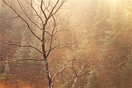simsearch:700-00076768,k - Rot-Ahorn im Herbst Algonquin Provincial Park, Ontario, Kanada Stockbilder - Lizenzpflichtiges, Bildnummer: 700-00076746