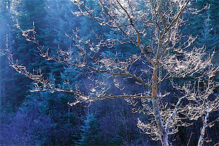simsearch:700-00076768,k - Rot-Ahorn im Herbst Algonquin Provincial Park, Ontario, Kanada Stockbilder - Lizenzpflichtiges, Bildnummer: 700-00076747