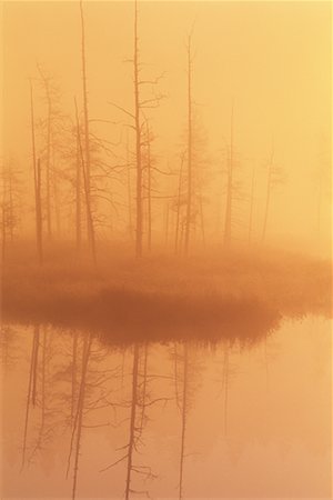 simsearch:700-00009279,k - Trees and Morning Mist by Pond In Autumn Algonquin Provincial Park Ontario, Canada Foto de stock - Con derechos protegidos, Código: 700-00076752