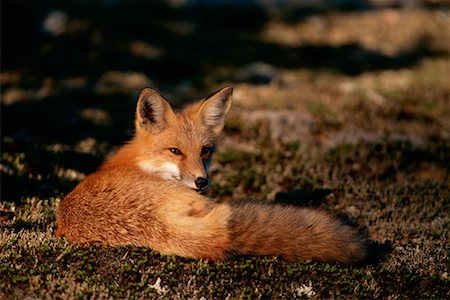 simsearch:700-00040058,k - Le renard roux allongé sur l'herbe du Parc Provincial Algonquin (Ontario), Canada Photographie de stock - Rights-Managed, Code: 700-00076771