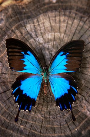 symmetrical animals - Close-Up of Butterfly on Tree Stump Stock Photo - Rights-Managed, Code: 700-00076827