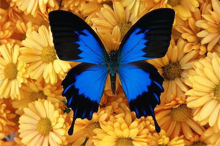 symmetrical animals - Close-Up of Butterfly and Flowers Stock Photo - Rights-Managed, Code: 700-00076828