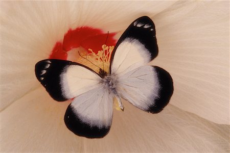 simsearch:700-00459712,k - Close-Up of Butterfly and Flower Stock Photo - Rights-Managed, Code: 700-00076829