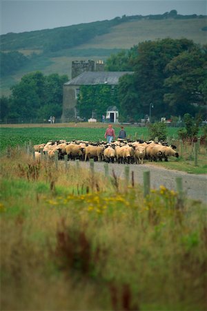 family ireland - Shepherds Leading Sheep on Country Road County Cork, Ireland Stock Photo - Rights-Managed, Code: 700-00076908