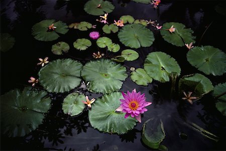 simsearch:700-00024352,k - Water Lilies Hawaii, USA Foto de stock - Con derechos protegidos, Código: 700-00076925