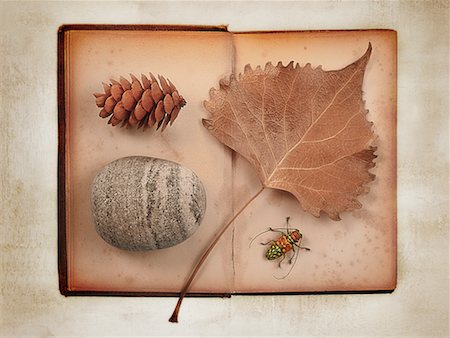 Leaf, Pinecone, Seashell and Beetle on Open Book Stock Photo - Rights-Managed, Code: 700-00077285