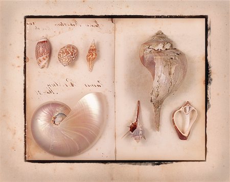simsearch:600-00053817,k - Seashells on Open Book Stock Photo - Rights-Managed, Code: 700-00077281