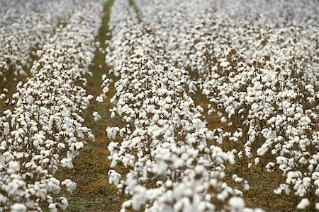 Cotton Field Georgia, USA Stock Photo - Rights-Managed, Code: 700-00078094