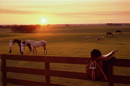 Two People in Field with Horses Stock Photo - Rights-Managed, Code: 700-00078273