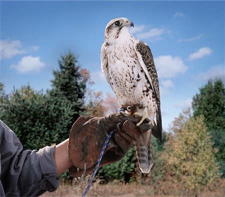 falconry - Hybrid Falcon on Gauntlet Stock Photo - Rights-Managed, Code: 700-00078500