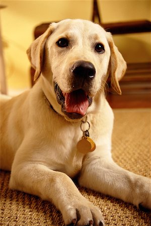 simsearch:700-00153916,k - Portrait de chien Photographie de stock - Rights-Managed, Code: 700-00078798