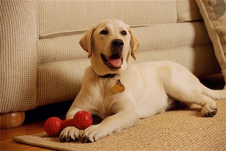 simsearch:700-00198278,k - Portrait of Dog Lying by Sofa Stock Photo - Rights-Managed, Code: 700-00078799