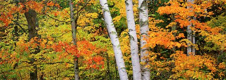 Aspen Tree and Foliage in Autumn Peacham, Vermont, USA Foto de stock - Con derechos protegidos, Código: 700-00078906