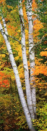 Aspen Tree and Foliage in Autumn Peacham, Vermont, USA Foto de stock - Con derechos protegidos, Código: 700-00078907