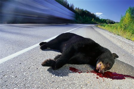 roadkill - Black Bear Roadkill on Highway Canada Stock Photo - Rights-Managed, Code: 700-00078920