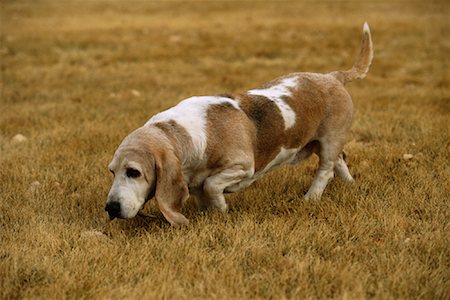 simsearch:700-00179159,k - Basset Hound marchant dans le champ Photographie de stock - Rights-Managed, Code: 700-00079056