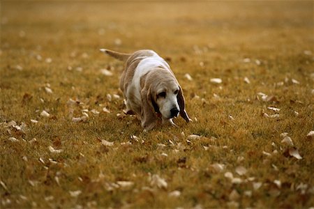 simsearch:700-00179159,k - Basset Hound marchant dans le champ Photographie de stock - Rights-Managed, Code: 700-00079057