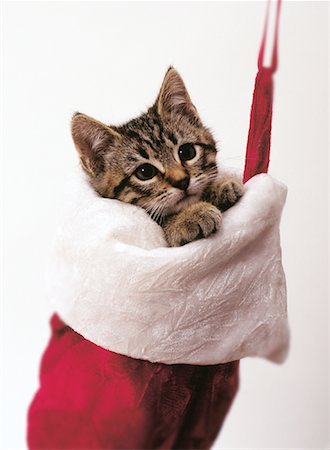 simsearch:700-00160470,k - Portrait of Kitten in Christmas Stocking Stock Photo - Rights-Managed, Code: 700-00079184