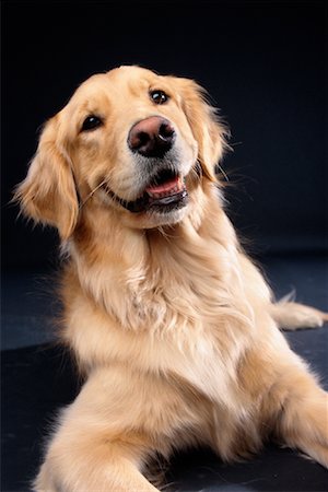 Portrait of Golden Retriever Fotografie stock - Rights-Managed, Codice: 700-00079181