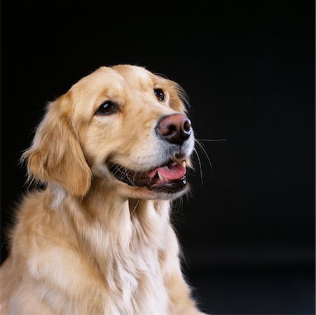 Portrait of Golden Retriever Fotografie stock - Rights-Managed, Codice: 700-00079182