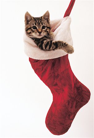 simsearch:700-00160470,k - Portrait of Kitten in Christmas Stocking Stock Photo - Rights-Managed, Code: 700-00079183
