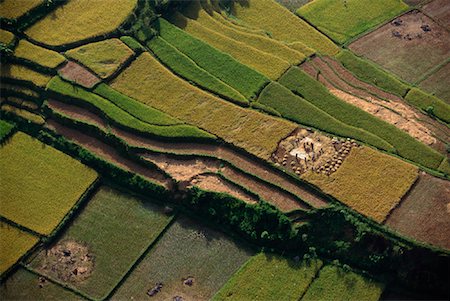 Aerial View of Terraced Rice Fields Bali, Indonesia Stock Photo - Rights-Managed, Code: 700-00079501