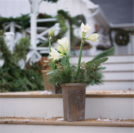 Flower Arrangement of Amaryllis Eucalyptus and Pine Foto de stock - Direito Controlado, Número: 700-00079773