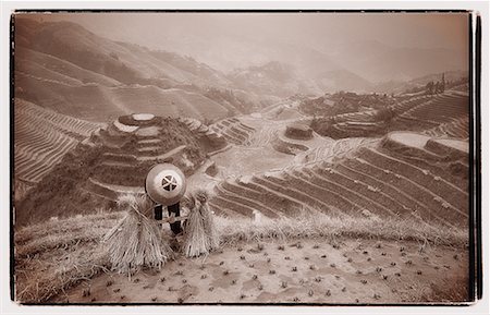 daryl benson and china - Farmer Harvesting Terraced Rice Paddy, Longsheng Guangxi Region, China Stock Photo - Rights-Managed, Code: 700-00079829