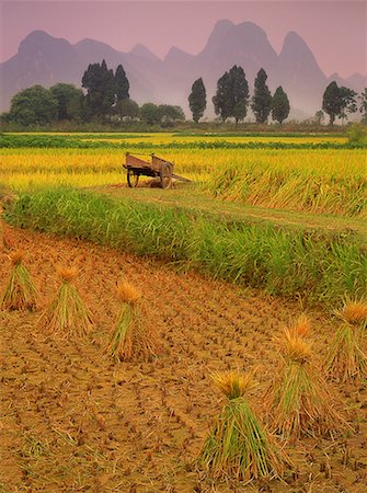 daryl benson and china - Harvested Rice Fields and Cart Near Guilin, Guangxi Region China Stock Photo - Rights-Managed, Code: 700-00079854